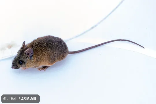 Formerly part of Oryzomys chapmani|Handleyomys chapmani, Chapman's Rice Rat.