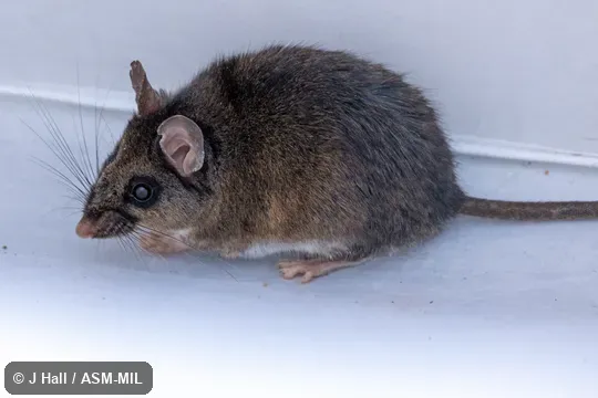 Also as Brown Deermouse.