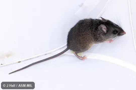 Also as Black-tailed Mouse.