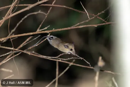 Formerly Reithrodontomys microdon albilabris, Small-toothed Harvest Mouse.