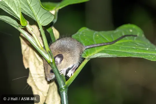 Previously unknown from this area.