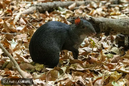 Also as Mexican Black Agouti.