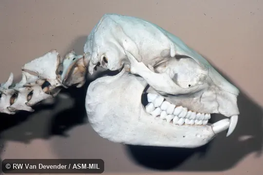 Side view of skull.  Also as Klipdassie.