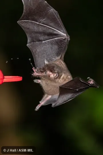 Also as Long-lipped Bat|Long-lipped Tailless Bat.