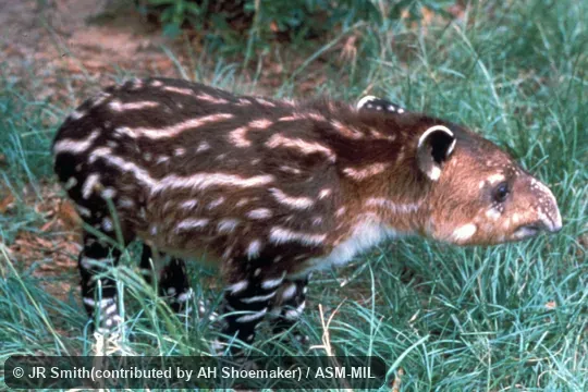 Side view of 3-day-old male born in captivity; also as Tapirella bairdii.  Also as Baird's Tapir.