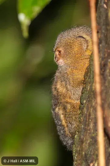 Formerly Callithrix pygmaea pygmaea or Mico pygmaeus pygmaeus.  Formerly Cebidae (Callitrichinae).  Also as Western Pygmy Marmoset.