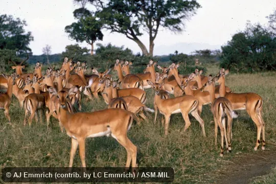 Small herd of male and many females.  Also as Common Impala.