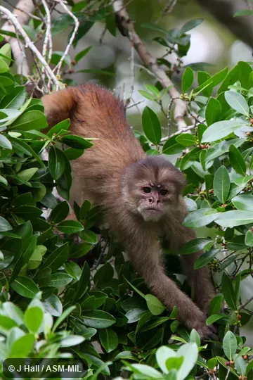 Formerly Cebus albifrons cuscinus,  Also as Cebus yuracus, Marañón White-fronted Capuchin or  Cebus cuscinus, Shock-headed Capuchin.