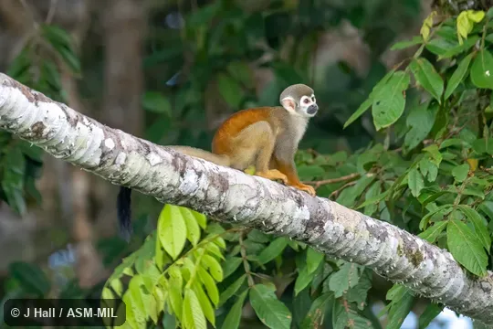 Formerly Saimiri sciureus macrodon, Common Squirrel Monkey.  Also as part of Saimiri cassiquiarensis, Humboldt's Squirrel Monkey.