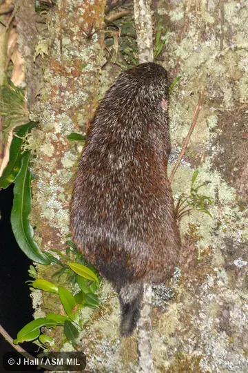 Formerly Echinoprocta rufescens.  Also as Short-tailed Porcupine.