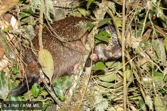 Formerly Echinoprocta rufescens.  Also as Short-tailed Porcupine.