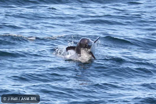 Formerly in order Cetacea.  Formerly Lagenorhynchus australis, Sagmatias australis.