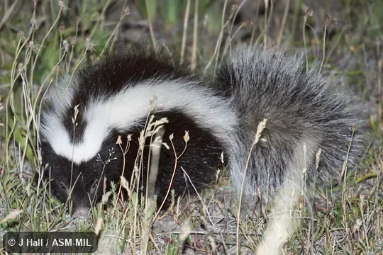 Formerly Conepatus humboldtii, Humboldt's Hog-nosd Skunk.  Also as Huillin.