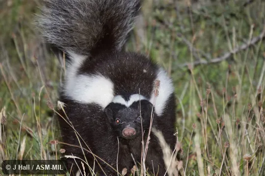 Formerly Conepatus humboldtii, Humboldt's Hog-nosd Skunk.  Also as Huillin.