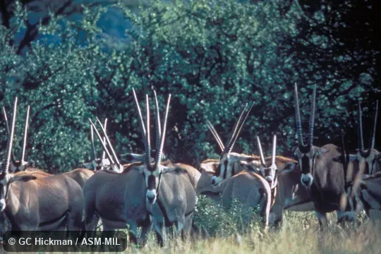 Small herd.  Oryx beisa beisa.  Also as Oryx gallarum, Galla Oryx.