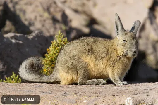 Formerly Lagidium viscacia, Common Mountain Viscacha.  Also as Northern Viscacha.