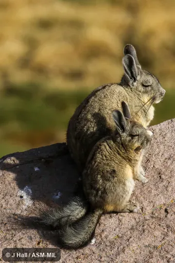 Formerly Lagidium viscacia, Common Mountain Viscacha.  Also as Northern Viscacha.