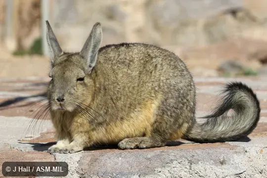 Formerly Lagidium viscacia, Common Mountain Viscacha.  Also as Northern Viscacha.