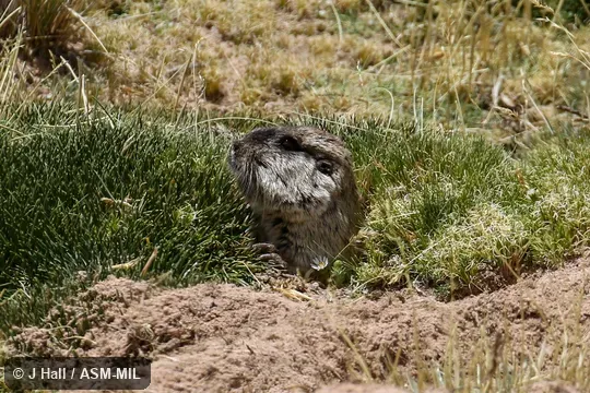 Ctenomys opimus opimus.  Also as Highland Tuco-tuco.