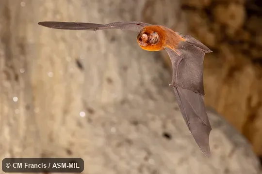 Also as Blainville's Ghost-faced Bat.