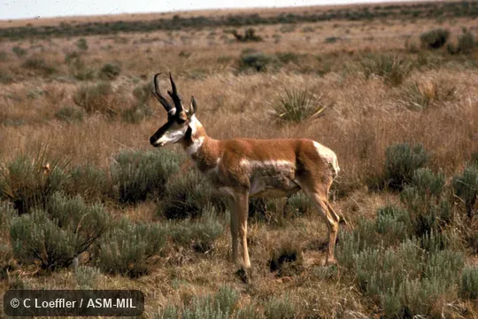 Side view of adult male