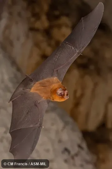 Also as Blainville's Ghost-faced Bat.