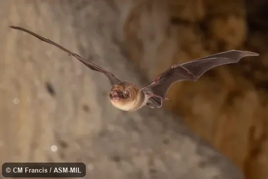 Pteronotus macleayii macleayii.