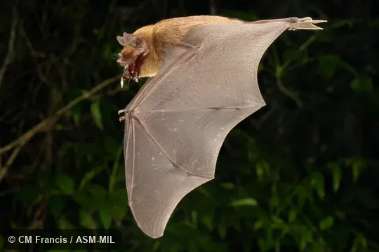 Formerly Pteronotus parnellii parnellii, Common Mustached Bat.   Also as Parnell's Mustached Bat.  Photographed in the wild, flying along a path in the garden. 