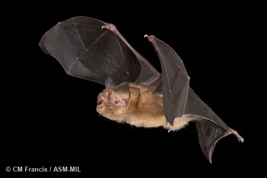 Also as Moth Funnel-eared Bat. Photographed in a flight tent at capture location.