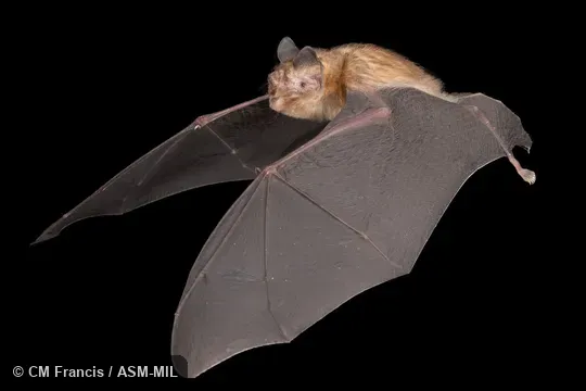 Also as Moth Funnel-eared Bat.Photographed in a flight tent at capture location.