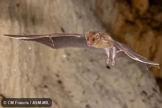 Also as Antillean Nectar Bat|Cuban Fruit-eating Bat.
