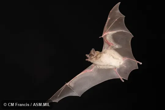 Photographed in a portable flight studio at capture location. 
