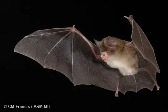 Photographed in a portable flight studio at capture location. Hipposideros ater saevus.  Also as Bicolored Leaf-nosed Bat · Dusky Roundleaf Bat · Common Dusky Leaf-nosed Bat · Dusky Leaf-nosed Bat.