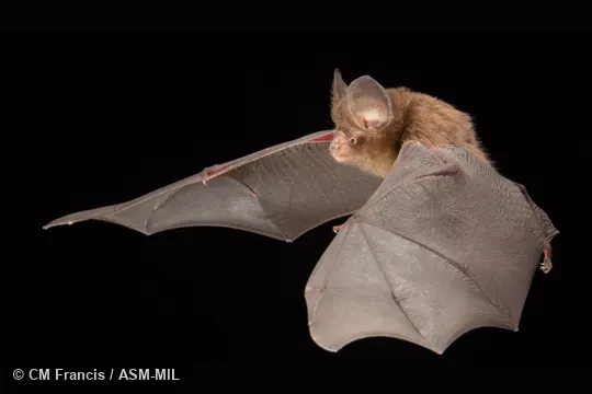 Photographed in a portable flight studio at capture location. Formerly part of Hipposideros cineraceus, Least Roundleaf Bat.  Also as Kingston's Leaf-nosed Bat.