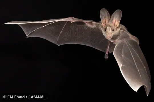 Photographed in a portable flight studio at capture location. Formerly Lyroderma lyra sinense, Megaderma lyra sinense.  Also as Greater Asian False-vampire, Greater False-vampire.