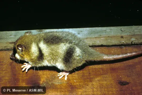 Side view of captive.  Also as Chilean Opossum|Colocolo Opossum.