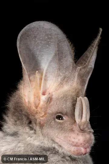 Portrait at capture location. Lyroderma lyra sinense.  Formerly Lyroderma lyra sinense, Megaderma lyra sinense.  Also as Greater Asian False-vampire, Greater False-vampire.