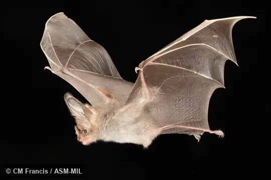 Photographed in a portable flight studio at capture location. Megaderma spasma medium.  Also as Common Asian Ghost Bat, Lesser False Vampire, Malayan False-vampire.