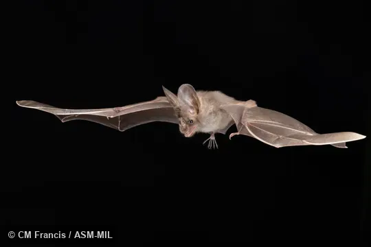 Photographed in a portable flight studio at capture location. Megaderma spasma medium.  Also as Common Asian Ghost Bat, Lesser False Vampire, Malayan False-vampire.
