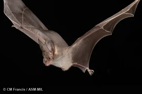 Photographed in a portable flight studio at capture location. Megaderma spasma medium.  Also as Common Asian Ghost Bat, Lesser False Vampire, Malayan False-vampire.