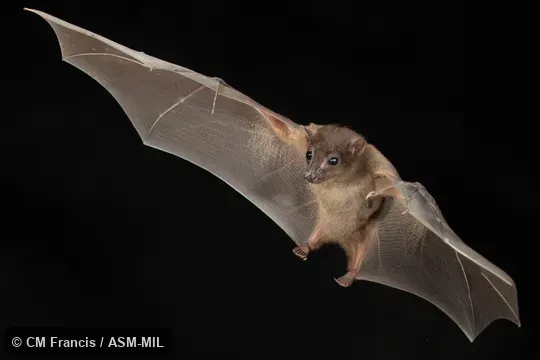 Photographed in a portable flight studio at capture location. Also as Bornean Fruit Bat|Borneo Fruit Bat.