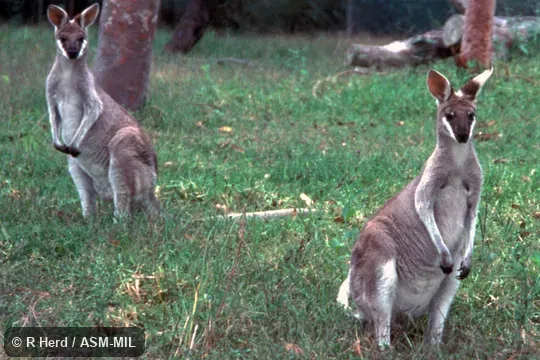 Front view of two captives.  Formerly Macropus parryi.  Also as Blue Flier|Flier|Grey Flier|Pretty-faced Wallaby.