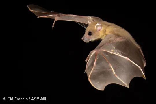 Photographed in a portable flight studio at capture location. Also as Forest Short-nosed Fruit Bat|Minute Fruit Bat. Photographed in a portable flight studio at capture location. Also as Forest Short-nosed Fruit Bat|Minute Fruit Bat.