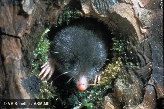 Close-up of animal's head emerging from hole in tree.  Formerly Soricomorpha.  Also as Shrew Mole.