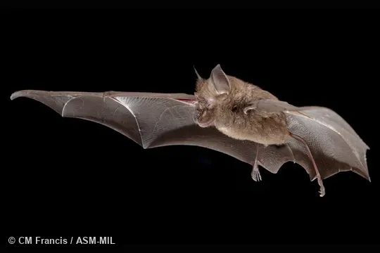 Photographed in a portable flight studio at capture location. Rhinolophus acuminatus sumatranus.