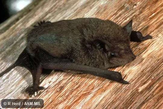 Oblique view of captive hanging.  Formerly Mormopterus norfolkensis.  Also as East Coast Mastiff Bat|Eastern Freetail Bat|Eastern Little Mastiff Bat|Norfolk Island Mastiff Bat.  Identified by Michael Pennay.