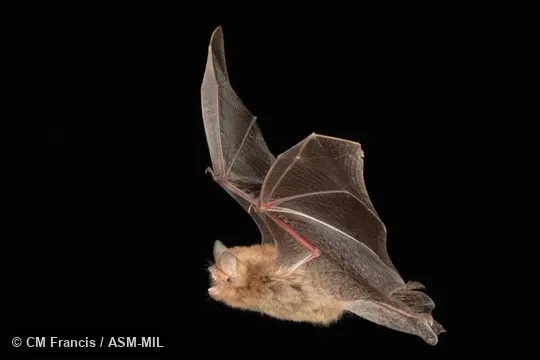Photographed in a portable flight studio at capture location. Also as Common Woolly Bat, Hardwicke's Forest Bat.