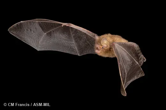 Photographed in a portable flight studio at capture location. Also as Common Woolly Bat, Hardwicke's Forest Bat.