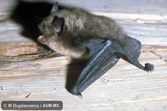 Side view, bat hanging with open mouth.  Also as Brandt's Bat.
