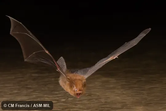 In flight drinking from small stream.